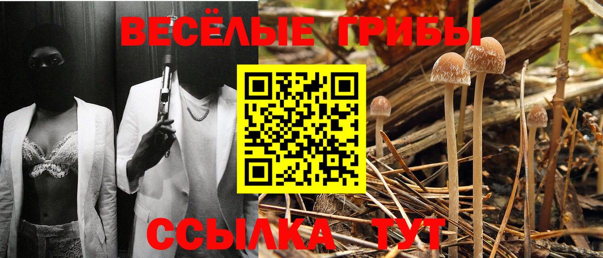 Псилоцибиновые грибы Psilocybine cubensis Тобольск